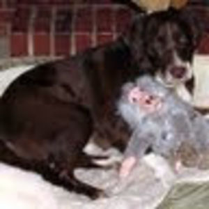 Meet your Posher, Norman